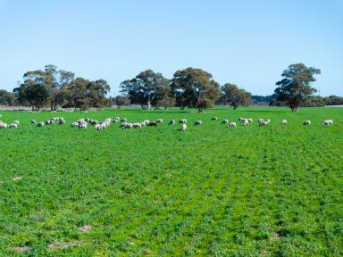 Mixed Farming For Sale - SA - Tintinara - 5266 - "Dandaraga" - As a Whole or in 3 Lots  Great Location, Flexible Lucerne Grazing, Irrigation, Crop  (Image 2)