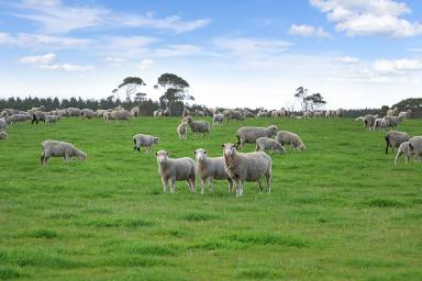 Livestock For Sale - VIC - Dereel - 3352 - DELIGHTFUL PRODUCTIVE BALLARAT DISTRICT COUNTRY  (Image 2)