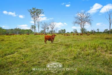 Livestock For Sale - QLD - Biboohra - 4880 - LARGE SCALE FREEHOLD GRAZING LAND  (Image 2)