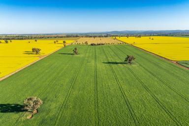 Mixed Farming Auction - NSW - Canowindra - 2804 - BEAUTIFUL FAMILY HOME SET ON 980ACRES* OF HIGH QUALITY COUNTRY!  (Image 2)