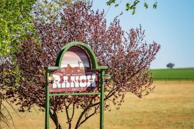 Mixed Farming Auction - NSW - Canowindra - 2804 - BEAUTIFUL FAMILY HOME SET ON 980ACRES* OF HIGH QUALITY COUNTRY!  (Image 2)