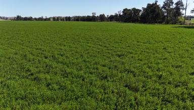 Commercial Farming Expressions of Interest - NSW - Canowindra - 2804 - One of Canowindra's Finest  (Image 2)