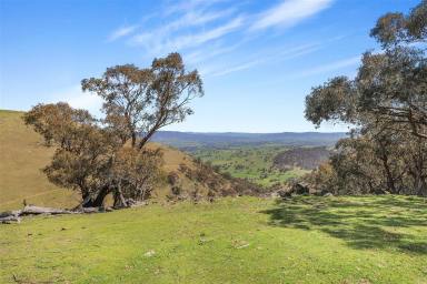 Residential Block For Sale - NSW - Argalong - 2720 - Lifestyle & Views!  (Image 2)