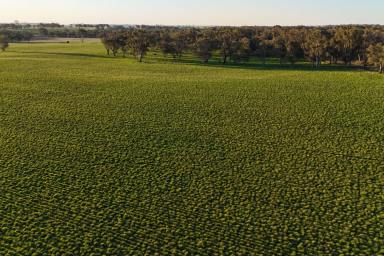 Mixed Farming For Sale - NSW - Wallendbeen - 2588 - Starfields - Prime Wallendbeen Mixed Farming  (Image 2)