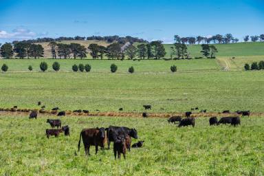 Mixed Farming For Sale - NSW - Goulburn - 2580 - Blue Ribbon 'Rosedale'  (Image 2)