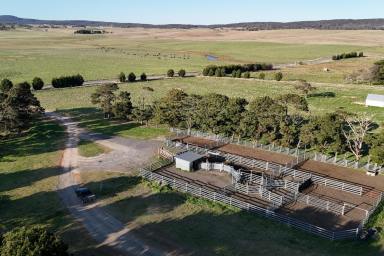 Mixed Farming For Sale - NSW - Goulburn - 2580 - Blue Ribbon 'Rosedale'  (Image 2)