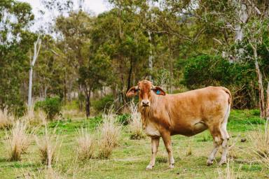 Livestock For Sale - QLD - Boyne Valley - 4680 - CHEAP DECENT SIZED STARTER BLOCK  (Image 2)
