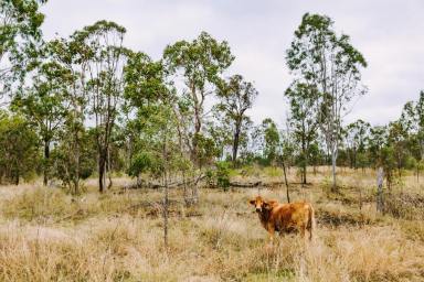 Livestock For Sale - QLD - Boyne Valley - 4680 - CHEAP DECENT SIZED STARTER BLOCK  (Image 2)