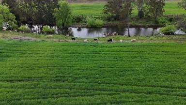 Acreage/Semi-rural For Sale - NSW - Inverell - 2360 - 'Holmwood'  (Image 2)