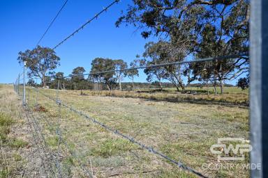 Livestock For Sale - NSW - Shannon Vale - 2370 - 'Winsom Downs'  (Image 2)