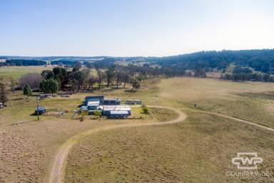 Livestock For Sale - NSW - Shannon Vale - 2370 - 'Winsom Downs'  (Image 2)