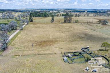 Livestock For Sale - NSW - Shannon Vale - 2370 - 'Winsom Downs'  (Image 2)