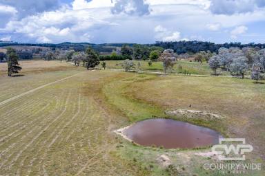 Livestock For Sale - NSW - Shannon Vale - 2370 - 'Winsom Downs'  (Image 2)