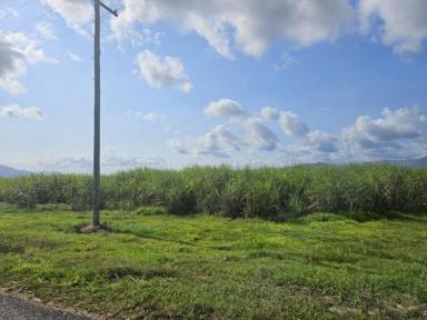 Cropping For Sale - QLD - Macknade - 4850 - CANE FARM - MACKNADE!  (Image 2)