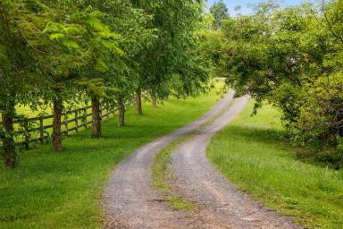 Acreage/Semi-rural For Sale - QLD - Palmwoods - 4555 - Lifestyle Horse-Friendly 4.3Ha: Dress Circle Acreage Belt  (Image 2)