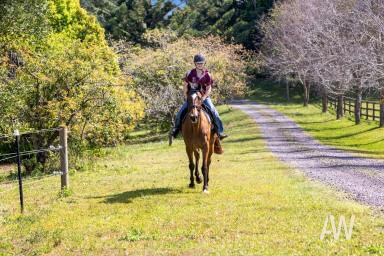 Acreage/Semi-rural For Sale - QLD - Palmwoods - 4555 - Lifestyle Horse-Friendly 4.3Ha: Dress Circle Acreage Belt  (Image 2)