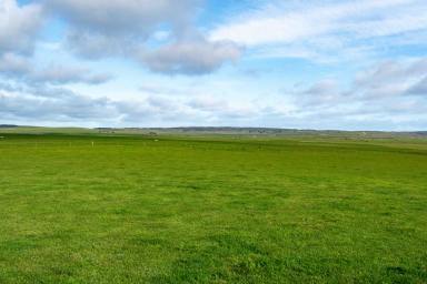 Mixed Farming For Sale - TAS - Rushy Lagoon - 7264 - Large scale dairy and livestock operation located in north-east Tasmania.  (Image 2)