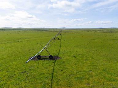 Mixed Farming For Sale - TAS - Rushy Lagoon - 7264 - Large scale dairy and livestock operation located in north-east Tasmania.  (Image 2)