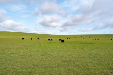 Mixed Farming For Sale - TAS - Rushy Lagoon - 7264 - Large scale dairy and livestock operation located in north-east Tasmania. (Image 2)
