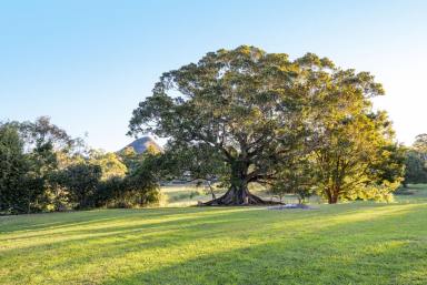 House For Sale - QLD - Cooran - 4569 - Charming Modern Queenslander - Your Dream Acreage Awaits!  (Image 2)