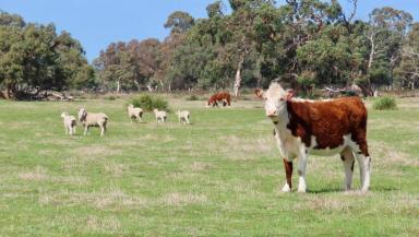 Livestock For Sale - SA - Mount Benson - 5275 - Baxters Hill  (Image 2)