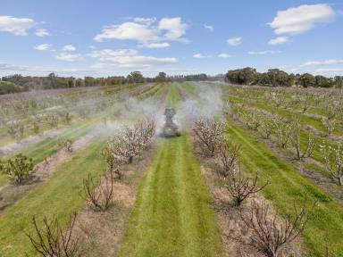 Horticulture For Sale - NSW - Young - 2594 - Export Quality, Commercial Cherry Orchard - Young Hilltops Region  (Image 2)