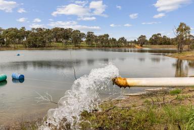 Horticulture For Sale - NSW - Young - 2594 - Export Quality, Commercial Cherry Orchard - Young Hilltops Region  (Image 2)