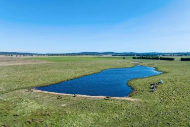 Livestock For Sale - NSW - Goulburn - 2580 - Quialigo Park  (Image 2)