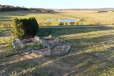 Livestock For Sale - NSW - Goulburn - 2580 - Quialigo Park  (Image 2)