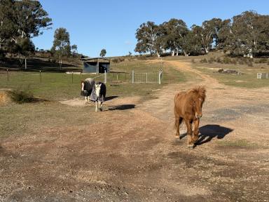 Lifestyle For Sale - NSW - Murrumbateman - 2582 - Sublime Country Estate  (Image 2)