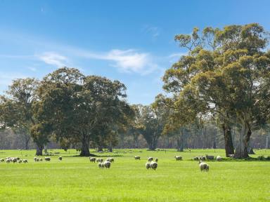 Livestock For Sale - VIC - Rocklands - 3401 - “The 1200”– Well balanced, high rainfall versatile country  (Image 2)