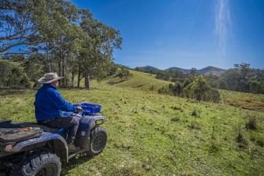 Other (Rural) For Sale - NSW - Gloucester - 2422 - Introducing Bakers Run: 1200 Acre Opportunity Awaits  (Image 2)