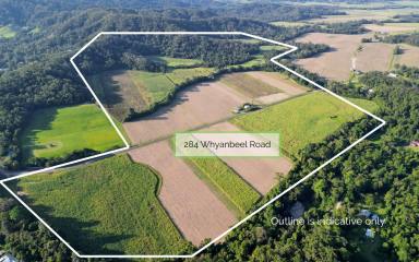 House Sold - QLD - Mossman - 4873 - LIVE THE SUSTAINABLE DREAM - LAND, CREEK, HOUSE ON 236 ACRES - PARADISE AWAITS  (Image 2)