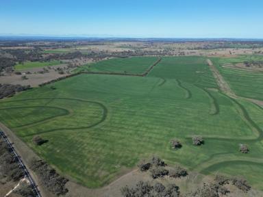 Mixed Farming For Sale - NSW - Graman - 2360 - Fertile Cropping & Grazing  (Image 2)