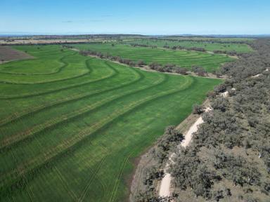 Mixed Farming For Sale - NSW - Graman - 2360 - Fertile Cropping & Grazing  (Image 2)