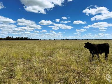 Mixed Farming For Sale - NSW - Wee Waa - 2388 - 805 ACRES - MIXED FARMING WITH NOTABLE IMPROVEMENTS  (Image 2)