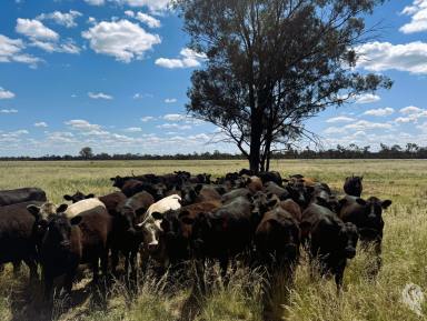 Mixed Farming For Sale - NSW - Wee Waa - 2388 - 805 ACRES - MIXED FARMING WITH NOTABLE IMPROVEMENTS  (Image 2)