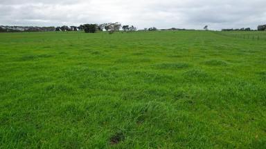 Livestock For Sale - VIC - Wangoom - 3279 - Picturesque – Position – Productivity  (Image 2)