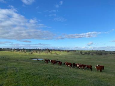 Residential Block For Sale - SA - Eden Valley - 5235 - 65.67 Ha of quality Eden Valley grazing country. Close to main Barossa towns. Your country residence awaits (STCC)  (Image 2)