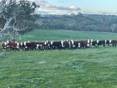 Residential Block For Sale - SA - Eden Valley - 5235 - 65.67 Ha of quality Eden Valley grazing country. Close to main Barossa towns. Your country residence awaits (STCC)  (Image 2)