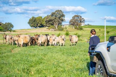 Mixed Farming Auction - NSW - Cowra - 2794 - RENOVATED, EXPANSIVE HOME SET ON 313ACRES* JUST 3MINS FROM TOWN!  (Image 2)