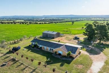 Mixed Farming Auction - NSW - Cowra - 2794 - RENOVATED, EXPANSIVE HOME SET ON 313ACRES* JUST 3MINS FROM TOWN!  (Image 2)