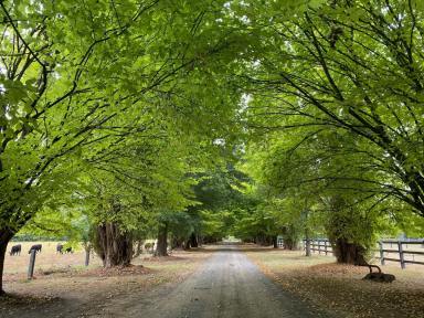 Lifestyle For Sale - VIC - Thornton - 3712 - RARE AND ICONIC ESTATE ON THE GOULBURN RIVER  (Image 2)