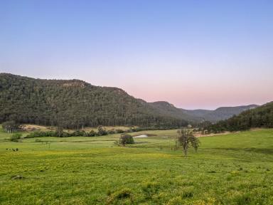 Lifestyle For Sale - NSW - Laguna - 2325 - 101 Acres of the Finest Pasture!  (Image 2)