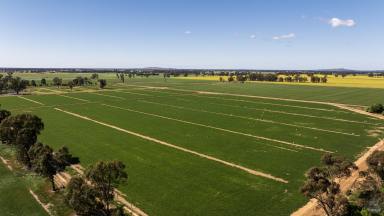 Cropping For Sale - VIC - Pine Lodge - 3631 - "Beards"  (Image 2)