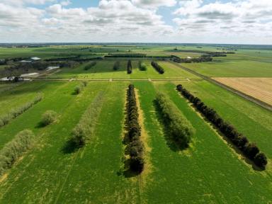 Dairy For Sale - VIC - Bamawm - 3561 - Drought Proof Irrigated Dairy/Grazing Opportunity  (Image 2)