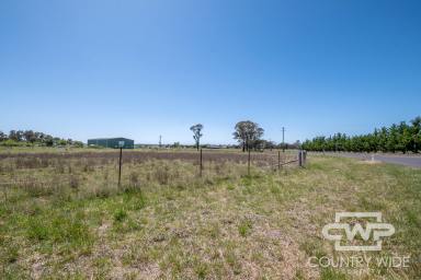 Residential Block For Sale - NSW - Guyra - 2365 - Large Building Block In Guyra  (Image 2)