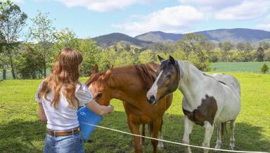 Lifestyle Sold - NSW - Gloucester - 2422 - Your Dream Lifestyle Awaits: 10.72 Acres of Rural Bliss  (Image 2)