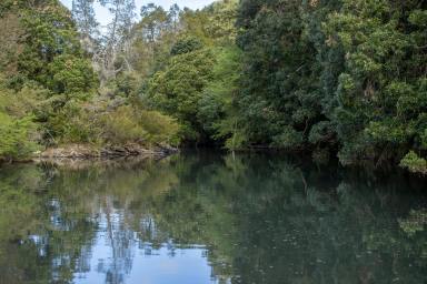 Mixed Farming Sold - NSW - Megan - 2453 - 'Tullamore', Dorrigo  (Image 2)