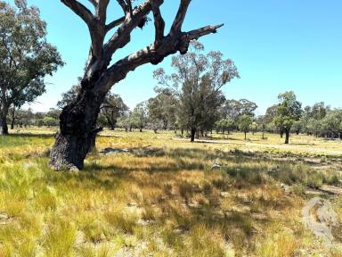 Other (Rural) For Sale - NSW - Wee Waa - 2388 - "WIRRAH STATION" - GRAZING / HUNTING / LIFESTYLE PROPERTY  (Image 2)